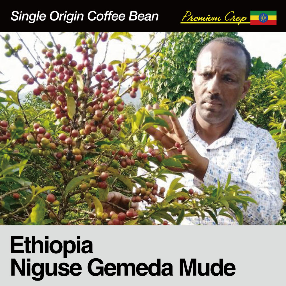 Ethiopia(G`IsA)/Niguse Gemeda Mude(jOZEQ_Ef)