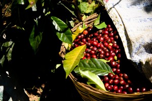 コーヒーチェリーの収穫