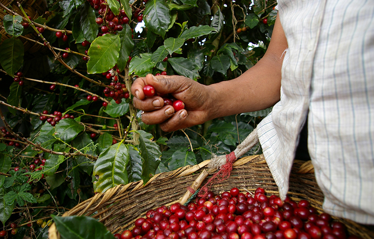 コーヒーチェリーの収穫