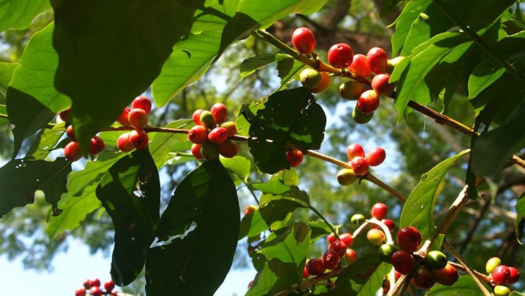 coffee-cherries