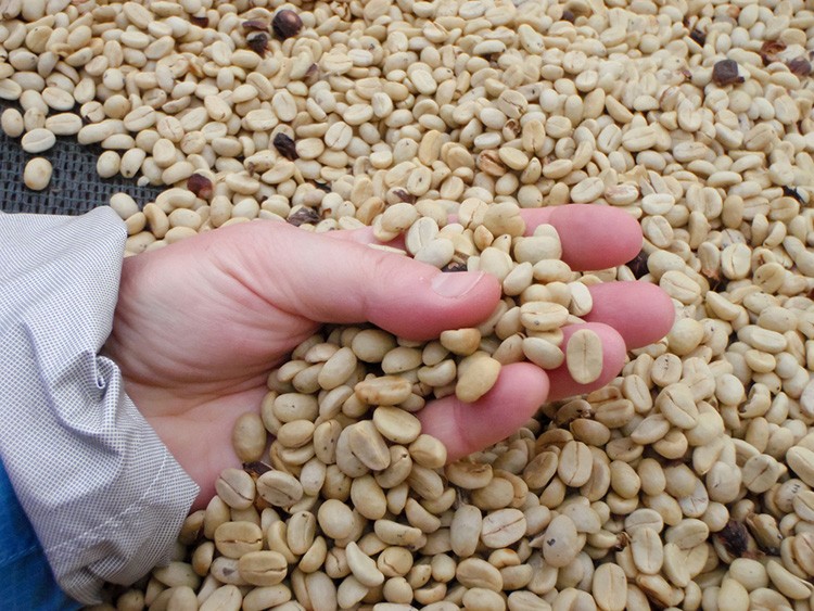 coffee-picking