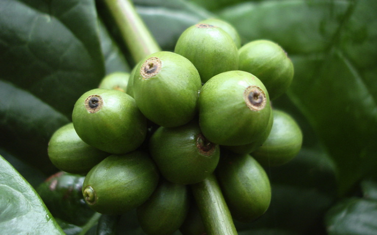 コーヒー豆 ロブスタ種