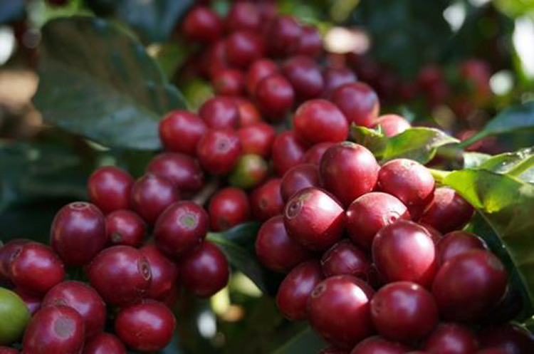 THE COFFEESHOP̃XyVeBR[q[(TuXNvV)