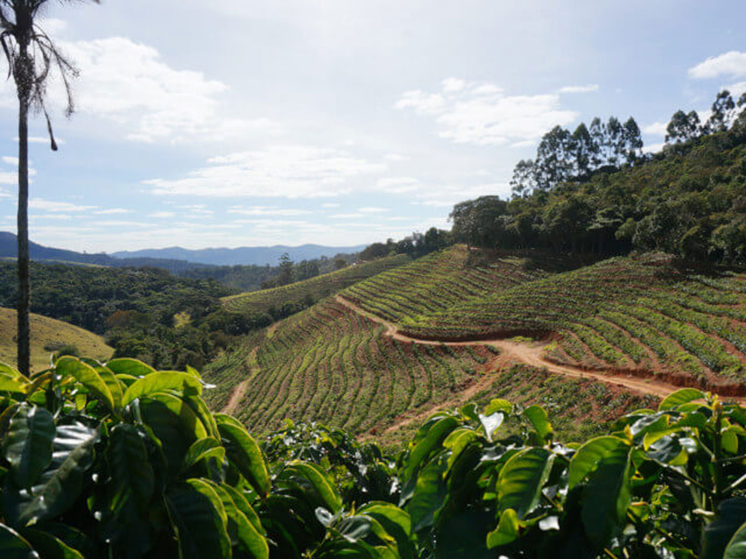 Brazil(uW)/Sitio da Torre NaturaliVeBIE_Eg[Ei`j