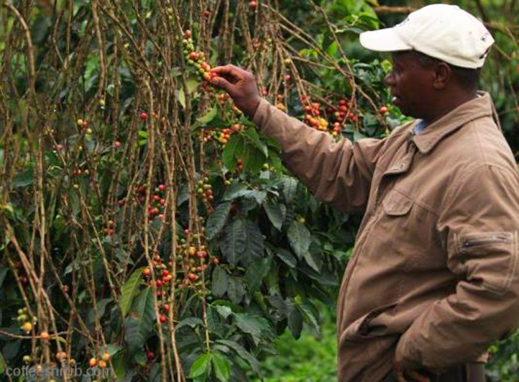 Kenya(PjA)/Gatomboya(Kg{)