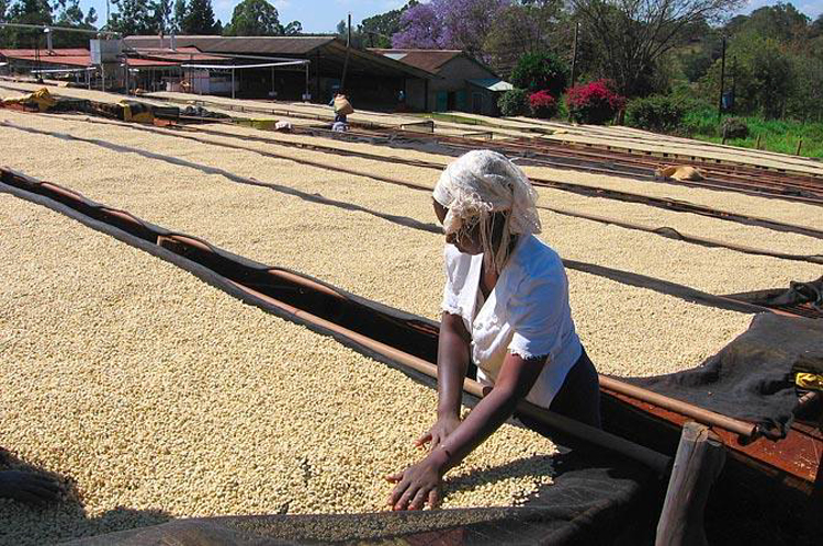 Kenya(PjA)/Gatomboya(Kg{)