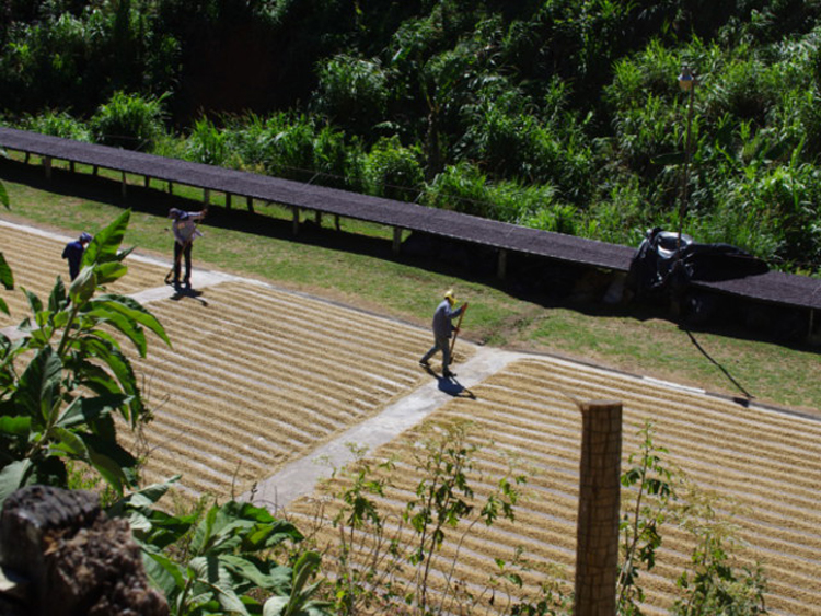 Costa Rica(RX^J)/La Candelilla Honey(EJf[WEnj[)