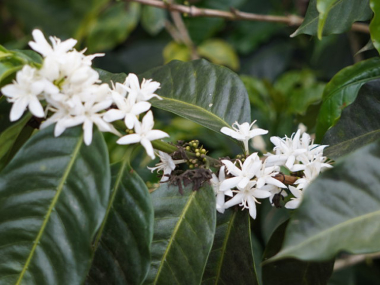 Costa Rica(RX^J)/La Candelilla Honey(EJf[WEnj[)