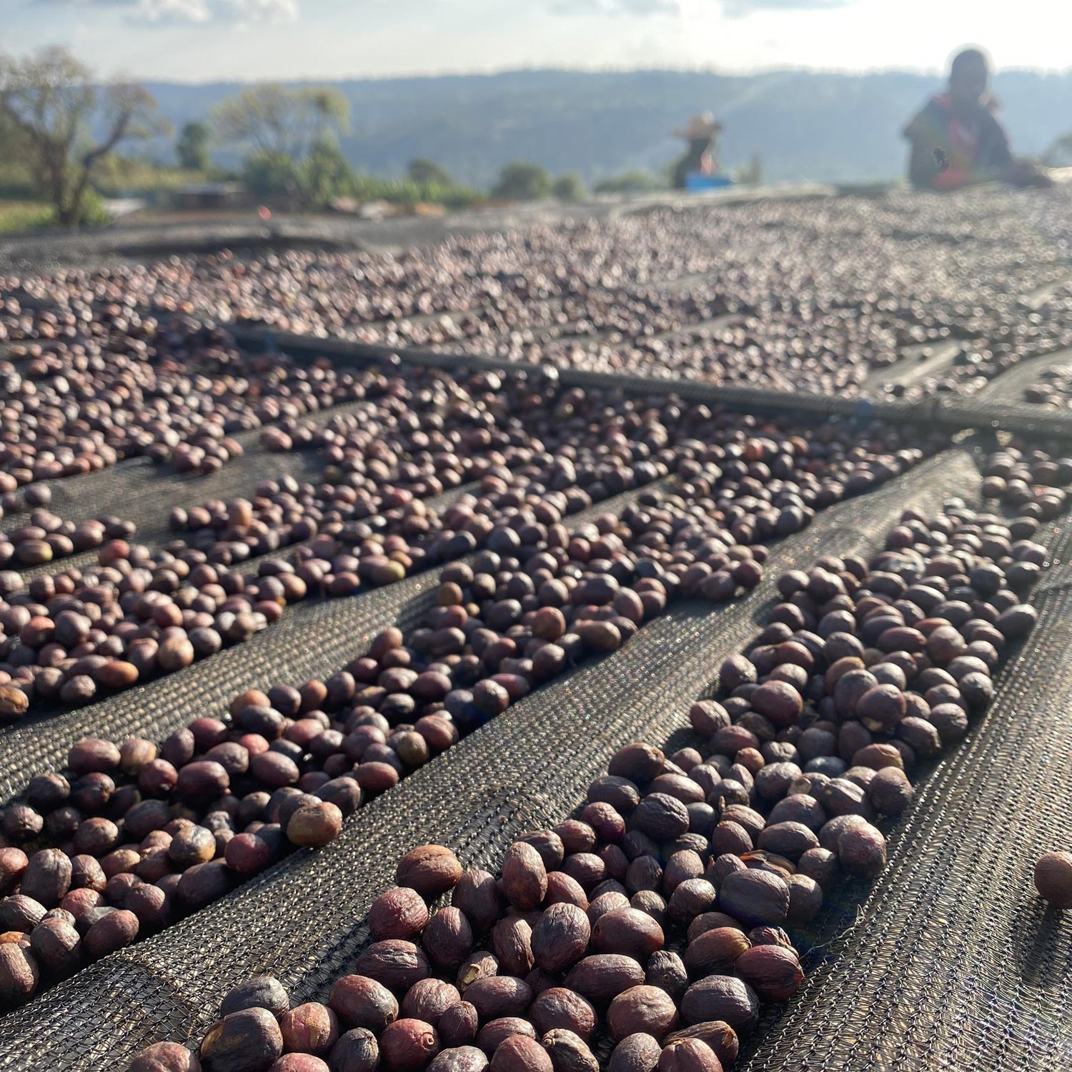 Ethiopia/Buku Saysa Anaerobic NaturalqG`IsA/uNETCTEAiGrbNEi`r