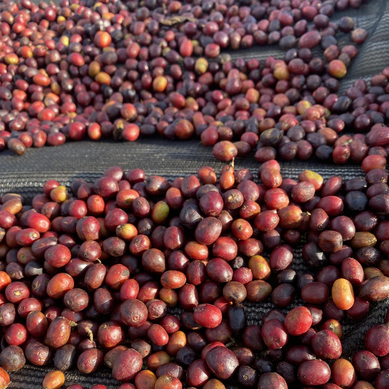 Ethiopia/Buku Saysa Anaerobic NaturalqG`IsA/uNETCTEAiGrbNEi`r