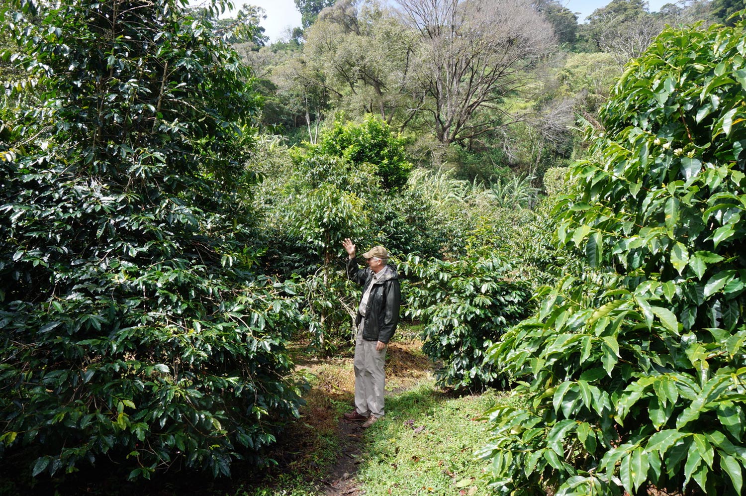 Panama/Don Benjie Geisha Natural Carbonic MacerationqhExW[EQCVEi`EJ[{jbN}Z[Vr