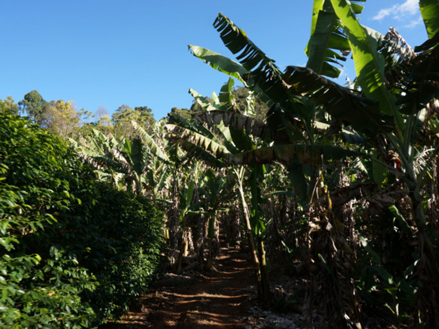 Brazil / Serra das Tres BarrasiuW/Z[nE_XEgXEonXj