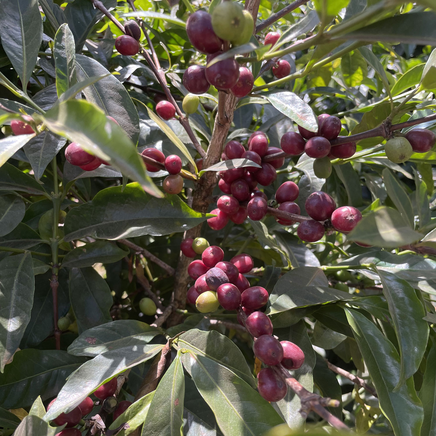 Ethiopia / Banko Gotiti Reku(G`IsA / oRESeBeBENj