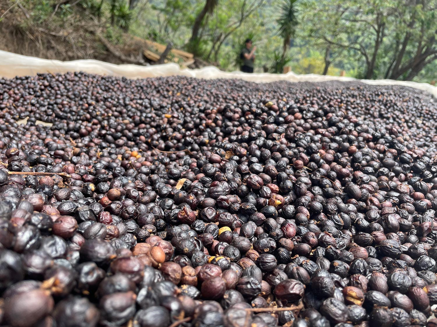 El Salvador/San Andres Pacas NaturaliGToh/TEAhXEpJXEi`j