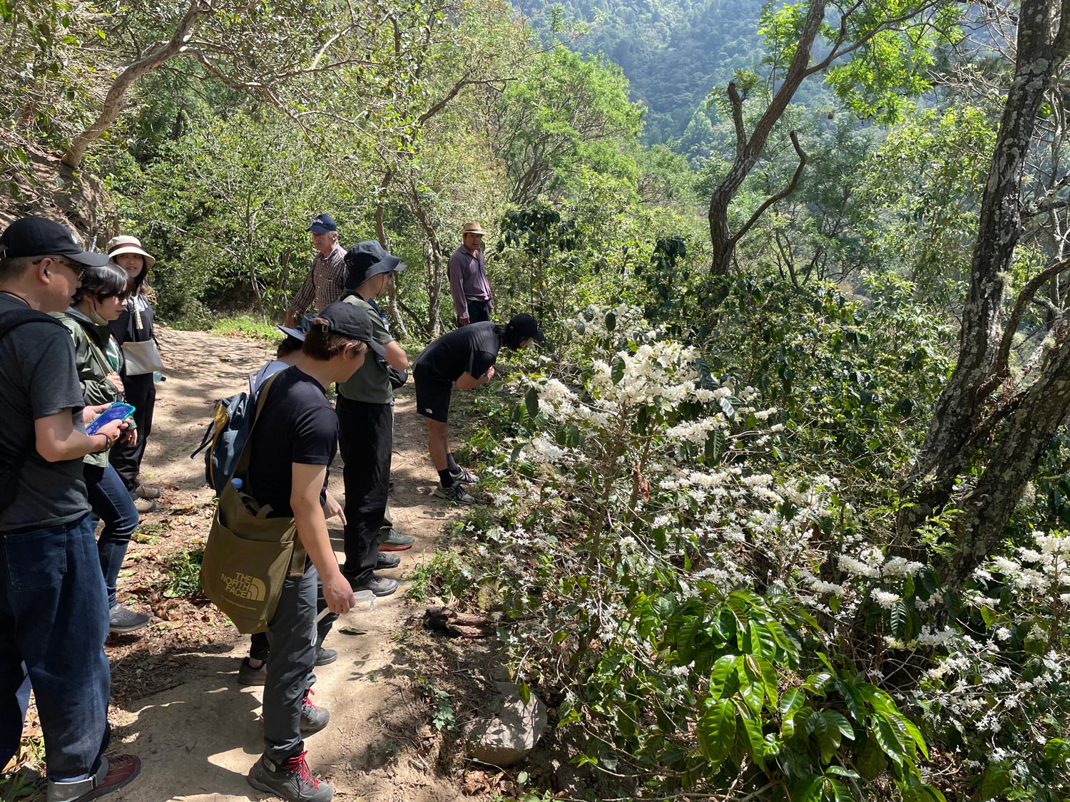 El Salvador/San Andres Pacas NaturaliGToh/TEAhXEpJXEi`j