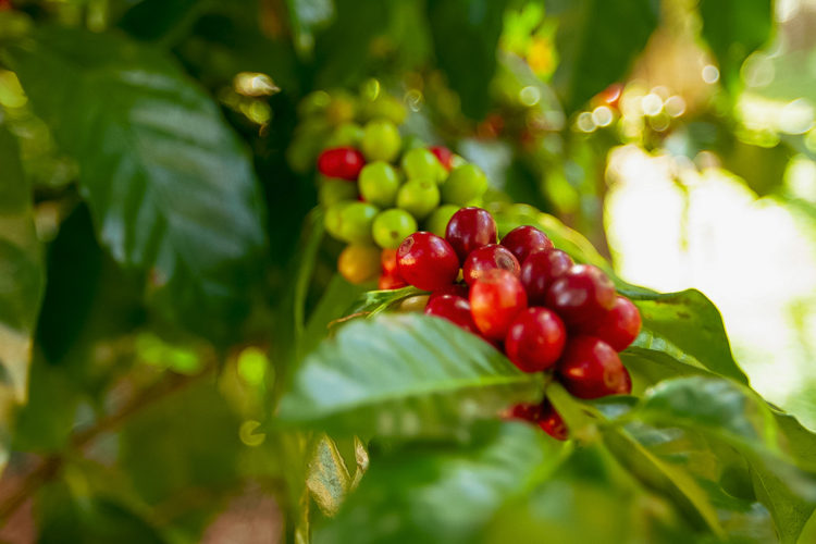 コーヒー豆は何種類？２大品種（アラビカ種、カネフォラ種）を簡単解説！スペシャルティコーヒーの基礎知識