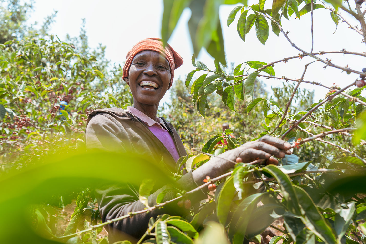 ジューシーな赤い果実味！ケニアライクな印象も感じる、鮮やかなタンザニア・スペシャルティ、Tanzania／Acacia Hills Kent入荷！