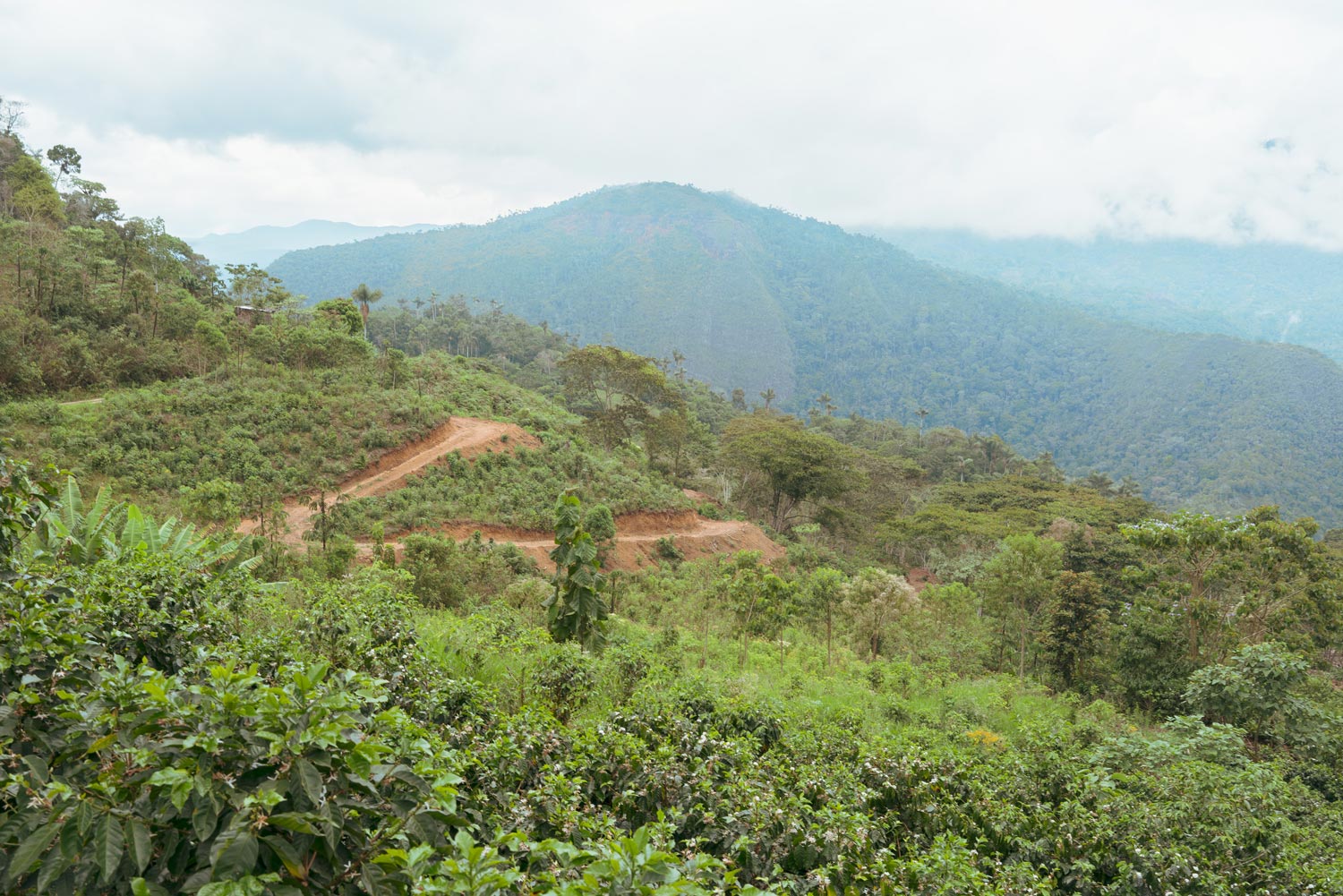 シルキーな質感と持続する甘さの余韻。すっきりした飲み口の、Bolivia／Finca Senda Salvaje入荷！