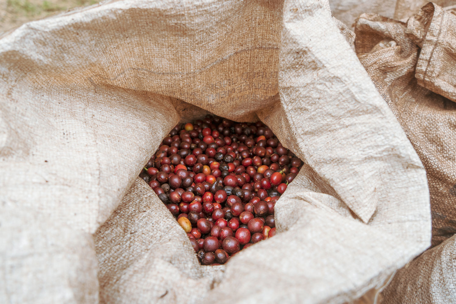 ジューシーな赤い果実味！ケニアライクな印象も感じる、鮮やかなタンザニア・スペシャルティ、Tanzania／Acacia Hills Kent入荷！