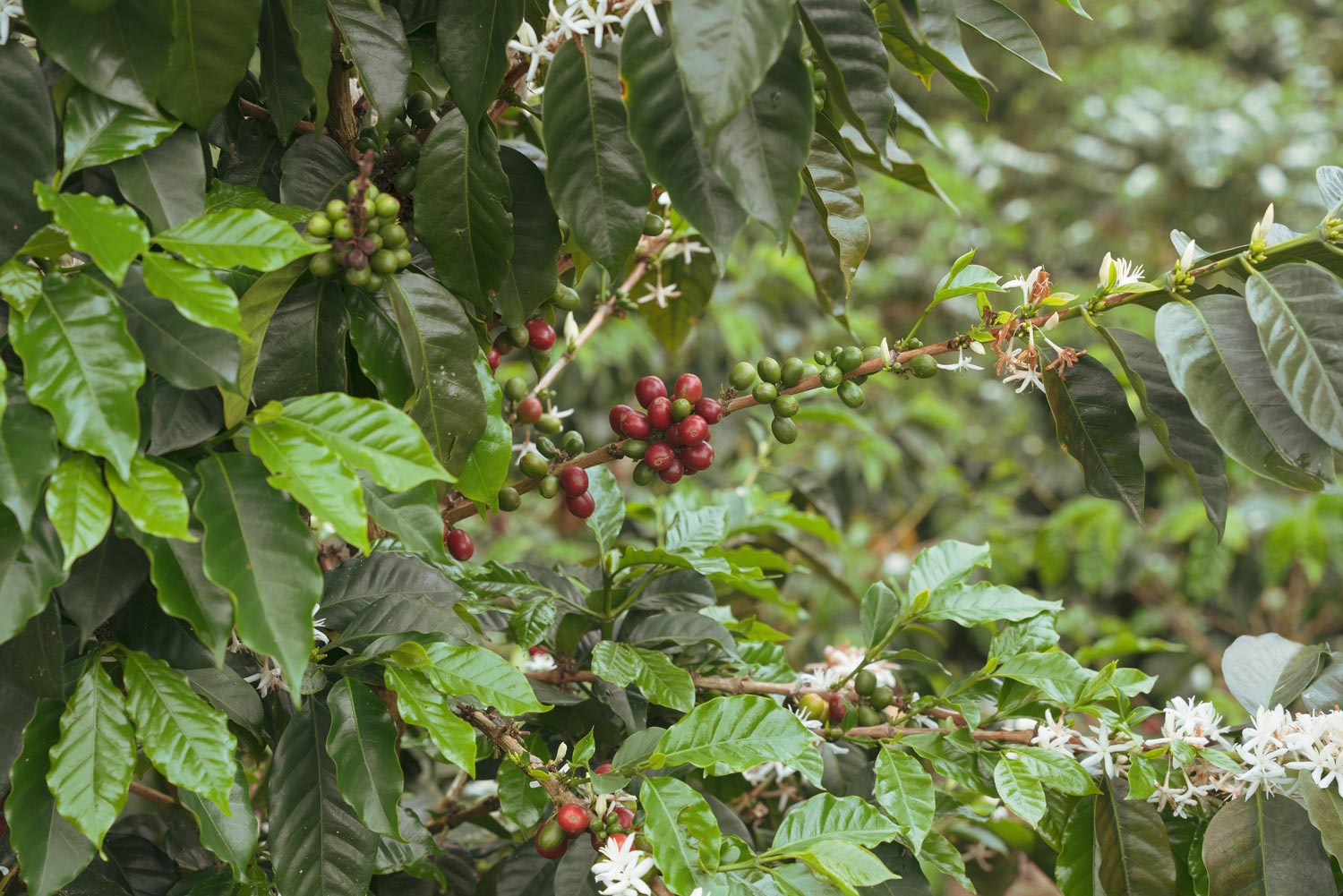 シルキーな質感と持続する甘さの余韻。すっきりした飲み口の、Bolivia／Finca Senda Salvaje入荷！