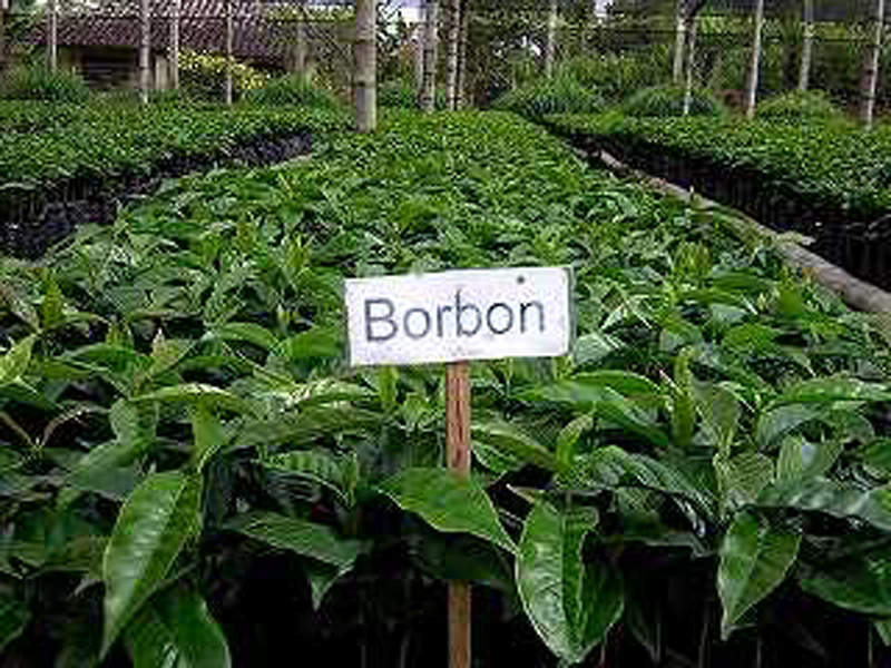 Colombia／Santuario Bourbon（コロンビア／サントゥアリオ・ブルボン）