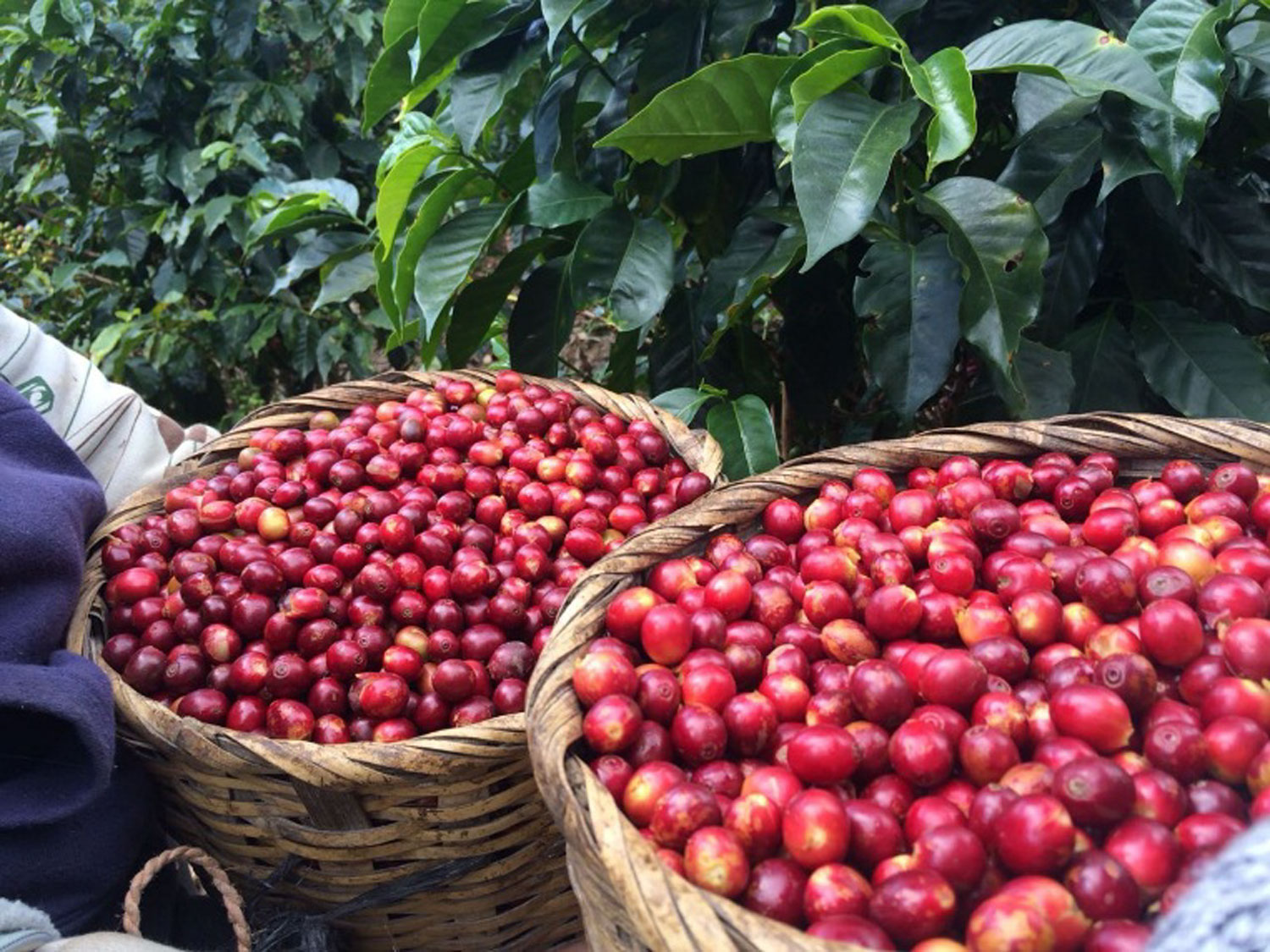 COE2021堂々の3位入賞農園！エレガントで美しい”ティピカ・オルランド