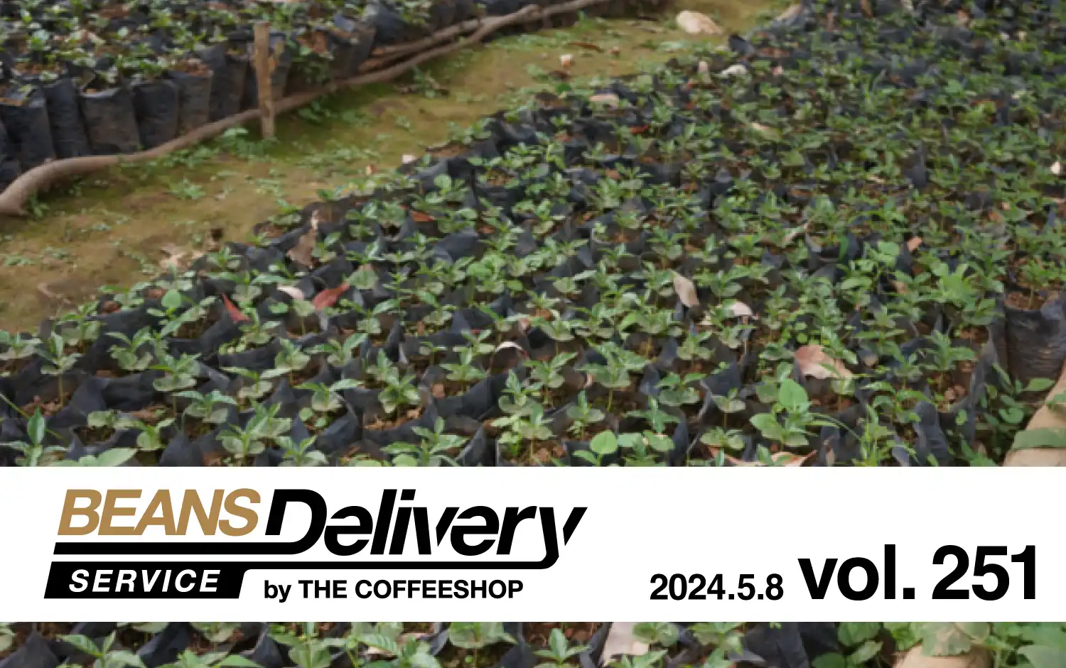 スペシャルティコーヒーサブスク〈Beans Delivery Service〉2024年5月8日発送のコーヒー定期便は、コスタリカとブルンジ！BDS MAGAZINE vol.251