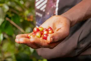 Kenya / Mukengeria（ケニア / ムケンゲリア）