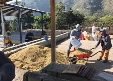 さまざまなナッツの甘さを感じる良質なデイリーコーヒー｜Guatemala / Javier Cabrera Maracaturra入荷！