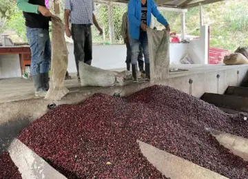 Guatemala / Finca La Soledad H1（グアテマラ / フィンカ・ラ・ソレダ・H1）