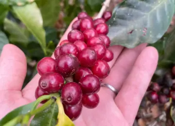 Guatemala / Antonio Medina Geisha
