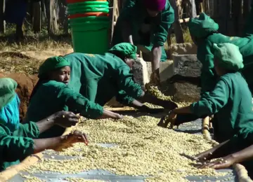 Ethiopia／Benti Nenqa Washed（エチオピア／バンティ・ネンカ・ウォッシュド）