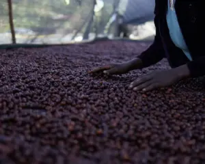 Ethiopia / Kenean Dukamo Hamasho Natural